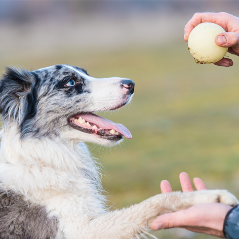 Combining E-collars and Reward-Based Training  Combining E-collars and Reward-Based Training
