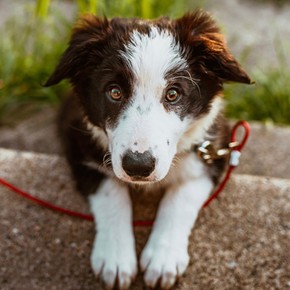 Top 10 Kiwi Working Dog Breeds: A Practical Guide for Rural Dog Owners ...