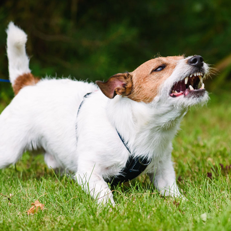 Get dog to stop barking deals at strangers