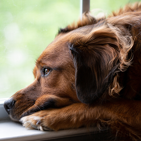 How to Reduce Your Dog's Separation Anxiety