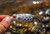Booyah Bait Company Pad Crasher Fishing Lure, Cricket Frog, One Size (BYPC3902)