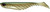 Berkley PowerBait Ripple Shad Fishing Bait, Green Back Pearl, 2in | 5cm, Irresistible Scent & Flavor, Realistic Profile, Unique Swimming Action, Ideal for Bass, Walleye, Pike and more