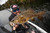 Berkley PowerBait MaxScent Fishing Soft Bait, Green Pumpkin, 4 1/4"