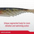 Berkley PowerBait Ripple Shad Fishing Soft Bait, HD Red Belly Goby, 3"