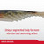 Berkley PowerBait Ripple Shad Fishing Soft Bait, HD Bluegill, 2"