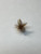 Crystal River Trout Flies Adams