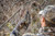 Wildlife Research 385 Magnum Dripper Active-Scrape Combo, 4 Fluid Ounces,Camouflage,Medium