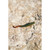 Berkley Gulp! Saltwater 6",Sandworm, New Penny 10 Count (Pack of 1)