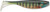 Storm Largo Shad 3.0 Live Bluegill