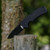 COLD STEEL American Lawman 3.5" S35VN Razor-Sharp Blade 4.625" G-10 Handle Tactical Folding Knife with Tri-Ad Lock, Ambidextrous Pocket/Belt Clip
