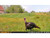 Muddy Matrix 36MP Imaging Cellular Trail Camera with On Demand Photo, Dual Network, and 80-Feet Detection Range (Mud)