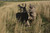 Miss Muley by Montana Decoy