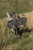 Miss Muley by Montana Decoy