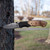 BucknBear Army Liner Lock Folder Pocket Knife, Damascus 3.12 Inch Blade, Burl Wood Handle