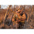 Avian-X Ultimate Marsh Gun & Gear Stick