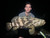 R&R LTSGreenBackMS 6" Tough Soft Plastic linethrough swimbait 1.5oz