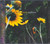 Darden Smith - Sunflower