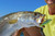 Yo-Zuri 3D Inshore Twitchbait Slow Sinking Lure, Mullet, 70mm/2-3/4