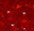 Troutbeads 8mm Ruby Red Roe