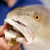 DOA CAL 3 1/2" Shad Tail 12 per pk Pearl Chartreus