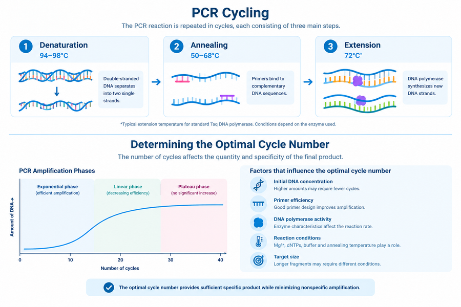 PCR Cycling: Understanding PCR Cycle Number Determination