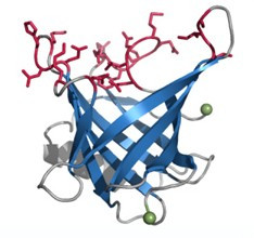 What Is Docking ? An In-Depth Scientific Overview of Molecular Docking
