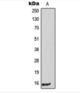 PIG11 Antibody