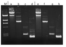 Plasmid DNA Purification Kit 250 reactions