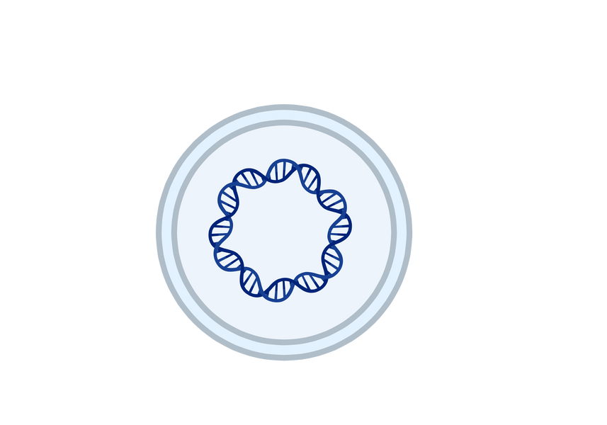 What Is Plasmid DNA