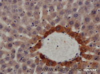 Immunohistochemistry of paraffin-embedded Rat liver using Cst3 Polyclonal Antibody at dilution of 1:50