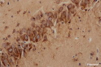 Immunohistochemistry of paraffin-embedded Rat brain using Cst3 Polyclonal Antibody at dilution of 1:50