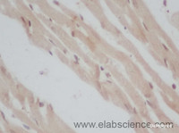 Immunohistochemistry of paraffin-embedded Mouse heart using ERG Polyclonal Antibody at dilution of 1:50