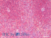 Immunohistochemistry analysis of paraffin-embedded Human Spleen using CD70 Polyclonal Antibody (Elabscience® Product Detected by Lifespan) .