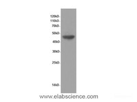 Western Blot analysis of Hela cells using ENO1 Polyclonal Antibody at dilution of 1:600