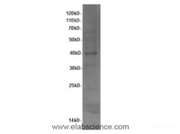 Western Blot analysis of Hela cells using PBK Polyclonal Antibody at dilution of 1:600