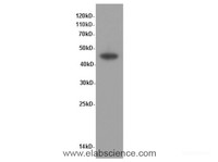 Western Blot analysis of Caco-2 cells using CK-20 Polyclonal Antibody at dilution of 1:600