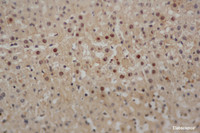 Immunohistochemistry of paraffin-embedded Mouse liver using CAMP Polyclonal Antibody at dilution of 1:50