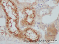 Immunohistochemistry of paraffin-embedded Mouse kidney using CST5 Polyclonal Antibody at dilution of 1:50