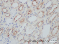 Immunohistochemistry of paraffin-embedded Rat kidney using FH Polyclonal Antibody at dilution of 1:50