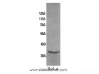 Western Blot analysis of HeLa cells using ANXA5 Polyclonal Antibody at dilution of 1:600