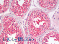 Immunohistochemistry analysis of paraffin-embedded Human Testis using EEF1E1 Polyclonal Antibody (Elabscience® Product Detected by Lifespan) .