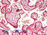 Immunohistochemistry analysis of paraffin-embedded Human Placenta using PDIA5 Polyclonal Antibody (Elabscience® Product Detected by Lifespan) .