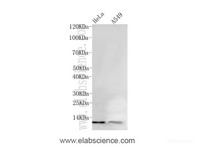 Western Blot analysis of HeLa and A549 cells using PCLAF Polyclonal Antibody at dilution of 1:600