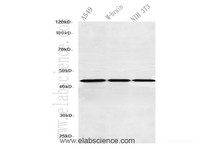 Western Blot analysis of A549, Mouse brain and NIH3T3 using SEPT5 Polyclonal Antibody at dilution of 1:600