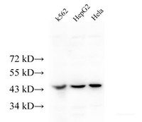 Western Blot analysis of K562, HepG2 and Hela cells using ERAL1 Polyclonal Antibody at dilution of 1:500