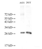 Western Blot analysis of A431 and 293T cells using PRDX3 Polyclonal Antibody at dilution of 1:500