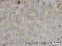 Immunohistochemistry of paraffin-embedded Mouse liver using FAS Polyclonal Antibody at dilution of 1:50