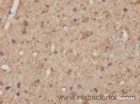 Immunohistochemistry of paraffin-embedded Mouse brain using DNAL1 Polyclonal Antibody at dilution of 1:50