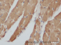 Immunohistochemistry of paraffin-embedded Mouse heart using ENO3 Polyclonal Antibody at dilution of 1:50