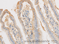 Immunohistochemistry of paraffin-embedded Mouse intestines using VDAC1 Polyclonal Antibody at dilution of 1:50